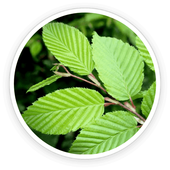 Prime Biome Slippery Elm Bark Ingredients