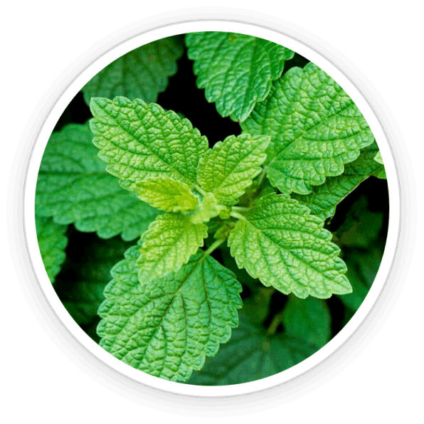 Primebiome Buy Lemon Balm Ingredients
