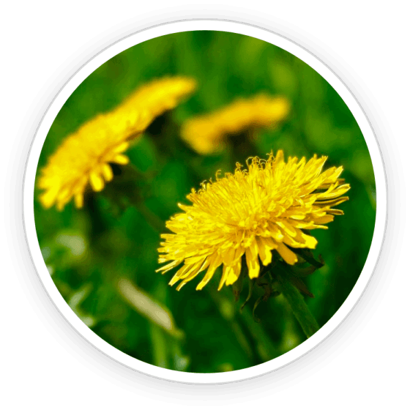 Primebiome Discount Dandelion Ingredients