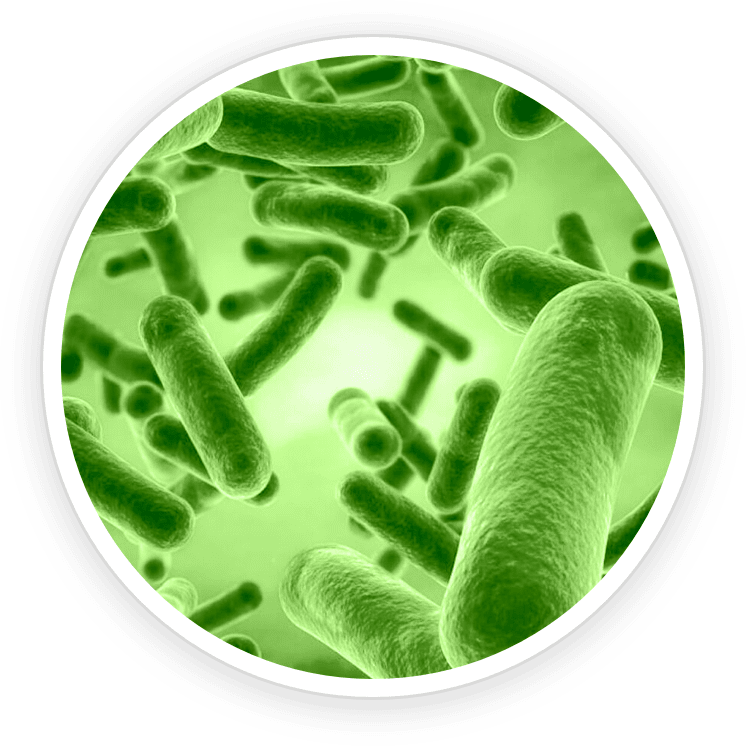 Primebiome Official Website B Coagulans Ingredients