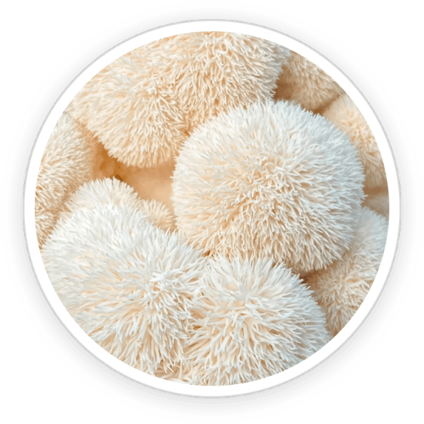 Primebiome Price Organic Lions Mane Ingredients